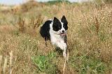BORDER COLLIE 267